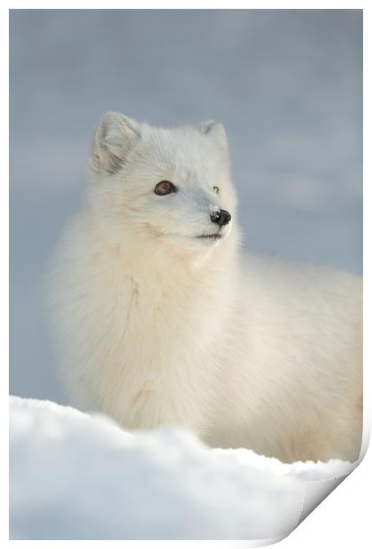 Arctic Fox in Winter Print by Natures' Canvas: Wall Art  & Prints by Andy Astbury