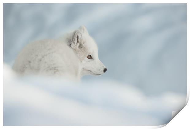An Arctic Fox in Snow. Print by Natures' Canvas: Wall Art  & Prints by Andy Astbury