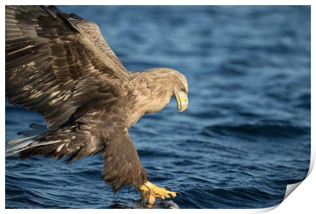 White-tailed Eagle Hunting Print by Natures' Canvas: Wall Art  & Prints by Andy Astbury