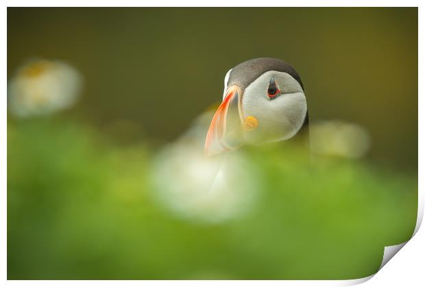 Atlantic Puffin Print by Natures' Canvas: Wall Art  & Prints by Andy Astbury