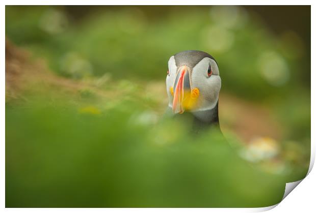 Atlantic Puffin Print by Natures' Canvas: Wall Art  & Prints by Andy Astbury