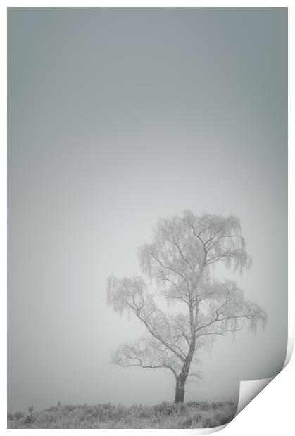 Lone Tree in Winter Print by Natures' Canvas: Wall Art  & Prints by Andy Astbury