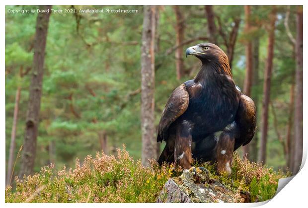Resplendent Golden Eagle in Highland Heather Print by David Tyrer