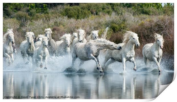 Riveting Camargue Equine Showdown Print by David Tyrer