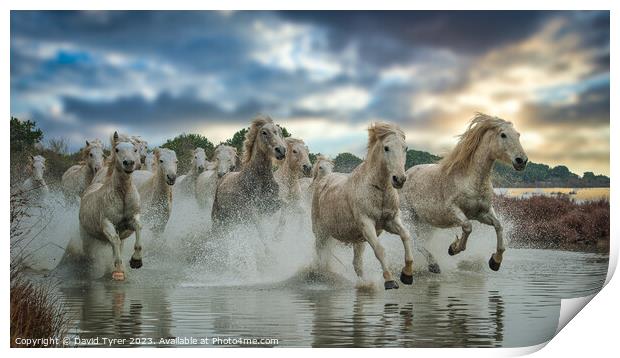 Camargue Horses Sunset Print by David Tyrer