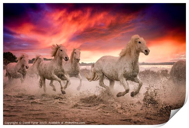 Camargue Horses Sunset Print by David Tyrer