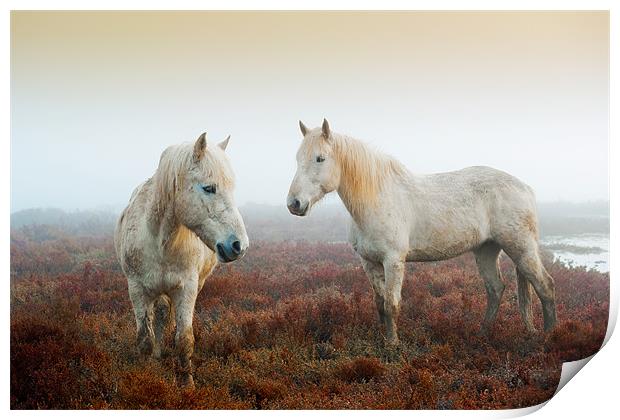 Camargue Horses Print by David Tyrer
