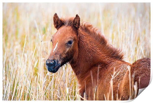 Camargue Foal Print by David Tyrer