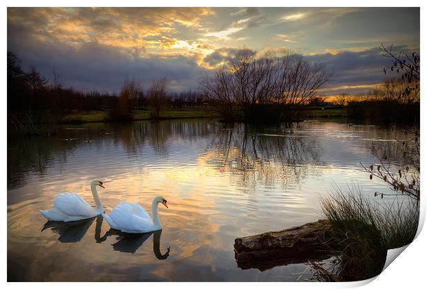 'Sunset Serenade: Swans on Lake' Print by David Tyrer