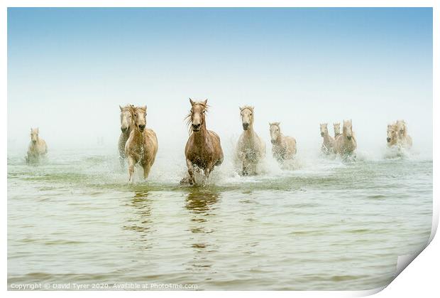 Ethereal Dawn: Camargue Steeds in Motion Print by David Tyrer