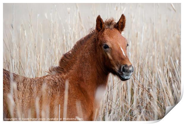 Camargue Foal Print by David Tyrer