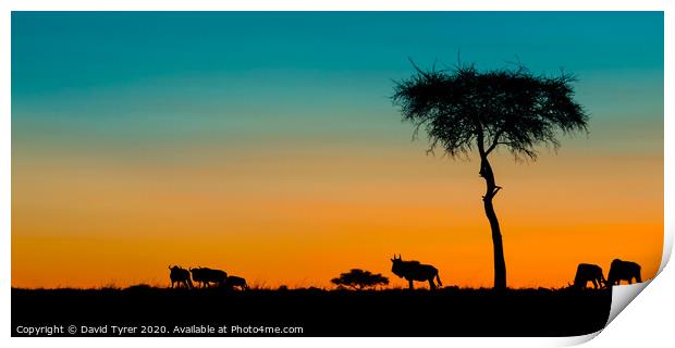 Twilight in the Masai Mara Print by David Tyrer