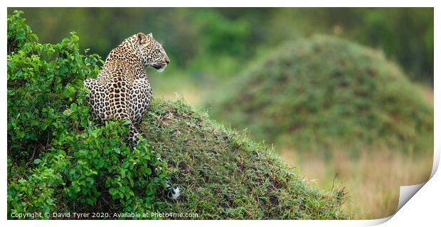 Leopard's Panoramic Surveillance Print by David Tyrer