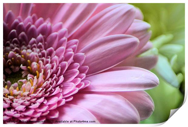 Pink Chrysanthemum Print by Neil Ravenscroft