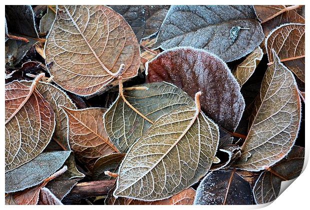 frosty autumn leaves Print by Neil Ravenscroft