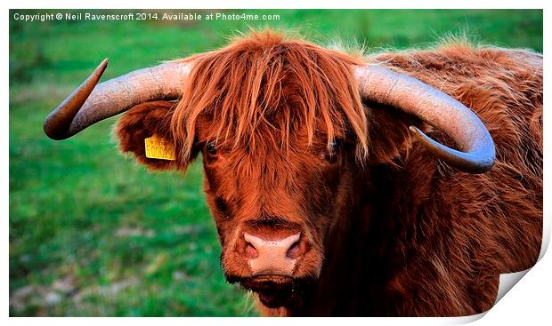 highland cow baslow Print by Neil Ravenscroft