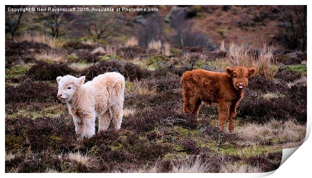  Highland calves  Print by Neil Ravenscroft
