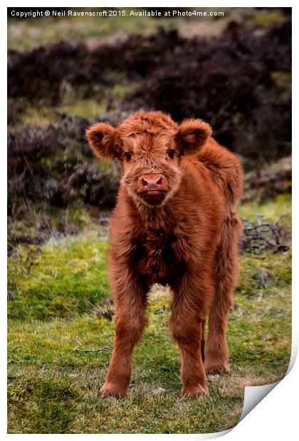  Highland calf Print by Neil Ravenscroft