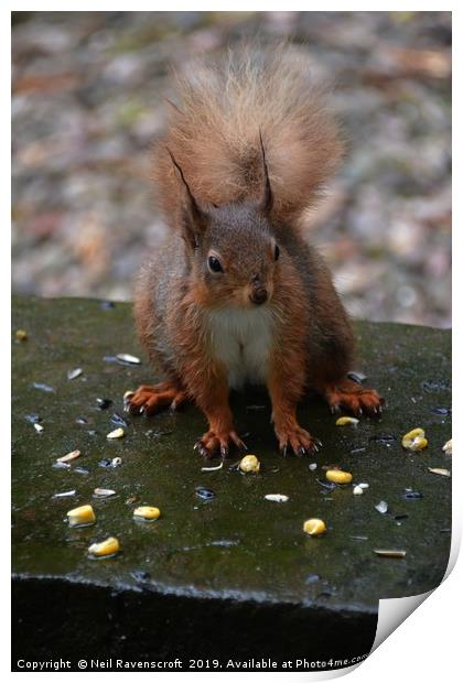 Red Squirrel Print by Neil Ravenscroft