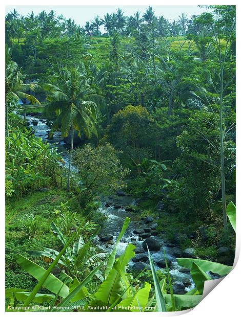 Bali Jungle River Print by Sarah Bonnot