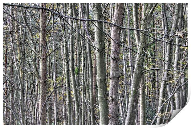 Woods, Armathwaite Gorge, Cumbria Print by Gavin Wilson