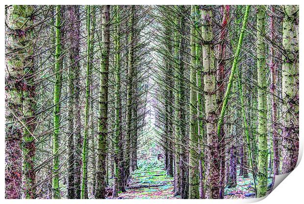 Forest Symmetry Print by Gavin Wilson