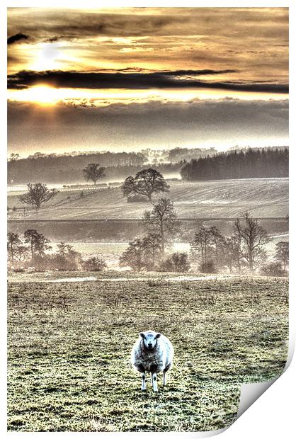 One sheep landscape Print by Gavin Wilson