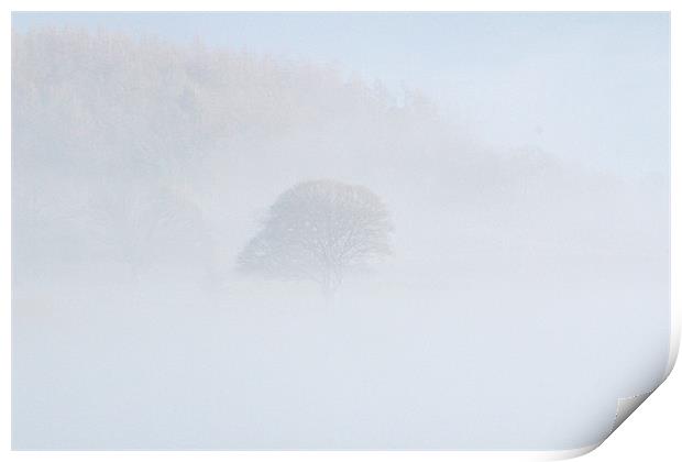 pale trees Print by Gavin Wilson