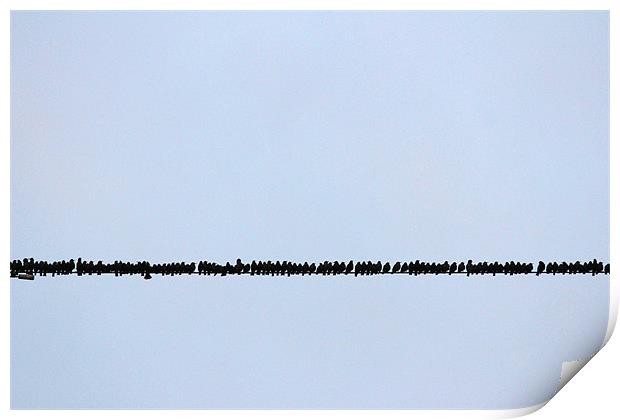Birds on a wire Print by Gavin Wilson