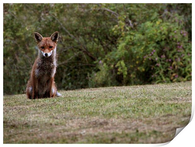  Urban Fox Cub Sitting Print by Gavin Wilson