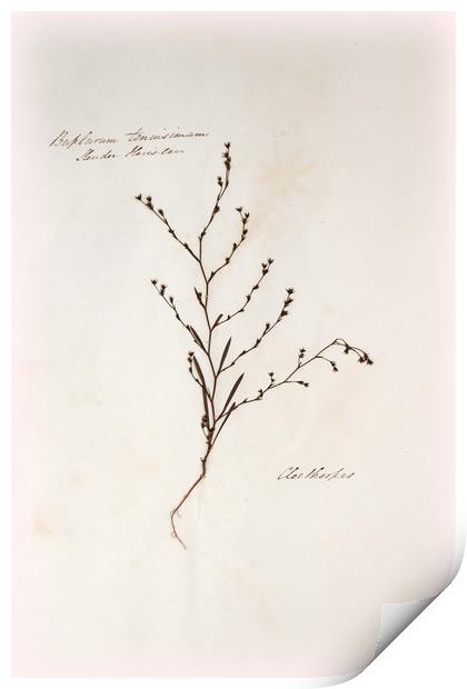 Herbarium - Original Victorian plant specimen Print by Gavin Wilson