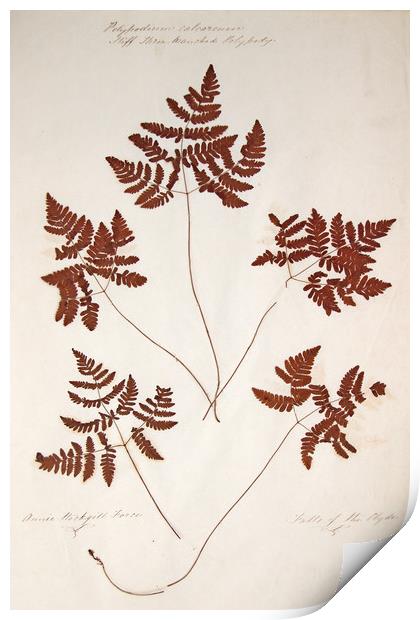Polypodium calcareum, stiff three branched polypod Print by Gavin Wilson