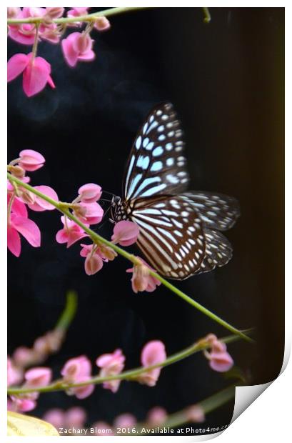 butterfly landing Print by Zachary Bloom