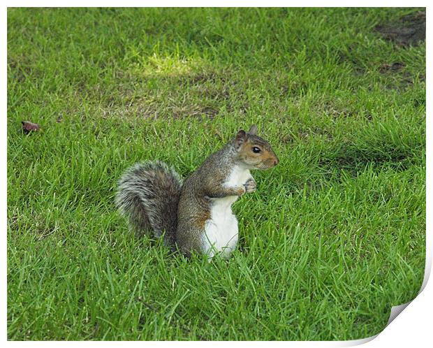 squirrel on watch Print by george pinker