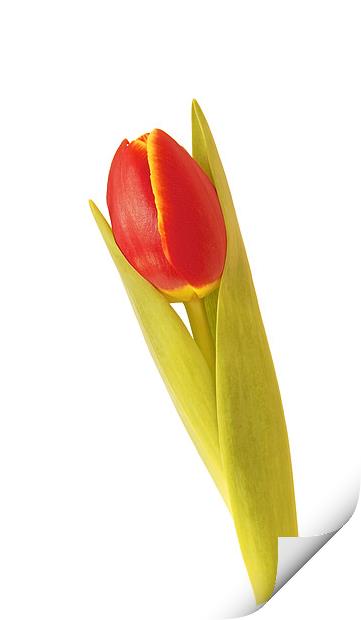 Single Red Tulip Print by David Yeaman