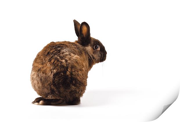 Rabbit looking over its shoulder Print by David Yeaman