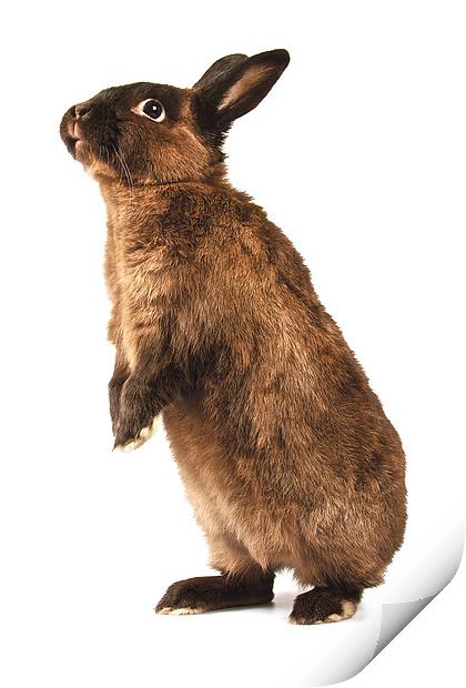 Rabbit standing on hind legs Print by David Yeaman