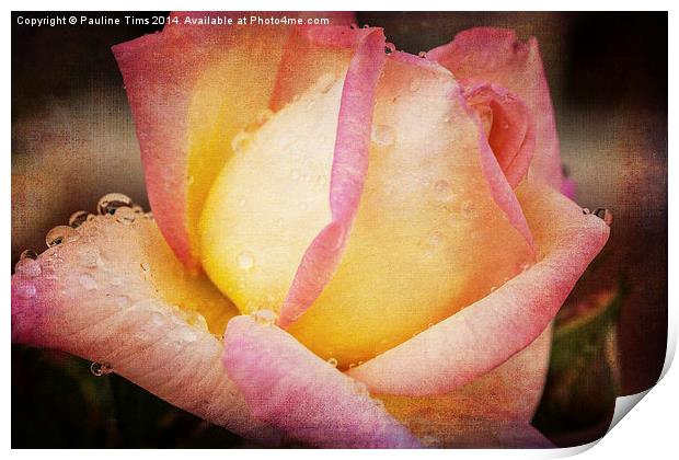 Rose with Raindrops 2 Print by Pauline Tims