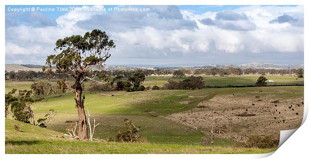 Australian landscape, Kilmore Print by Pauline Tims