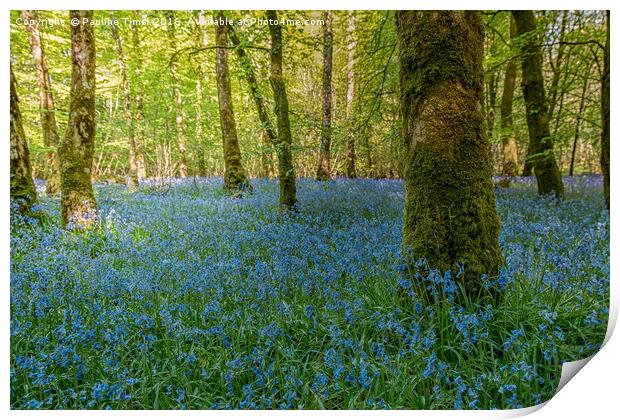 Bluebell Wood Print by Pauline Tims