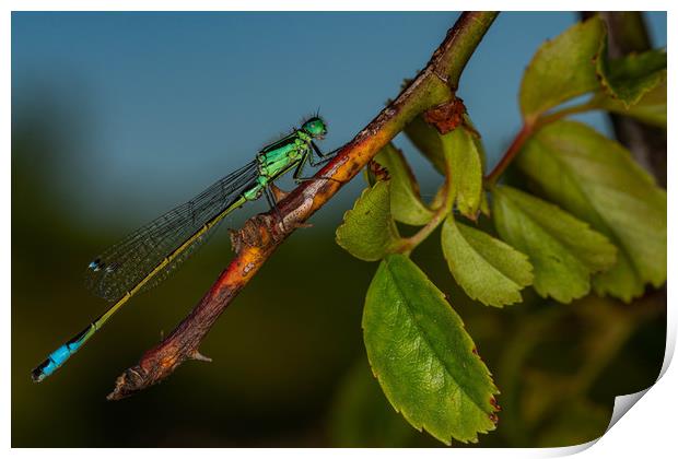 Southern Damselfly resting Print by Alan Strong
