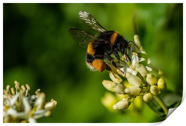 Bumblebee landing  Print by Alan Strong