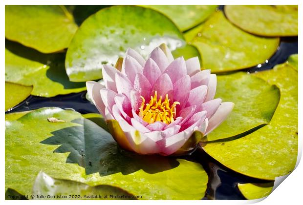 Pink Water Lily Print by Julie Ormiston