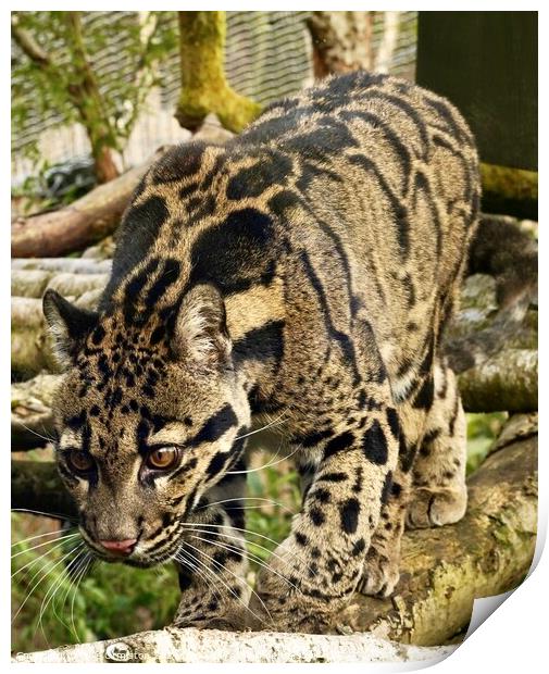 Painted Leopard. Print by Julie Ormiston