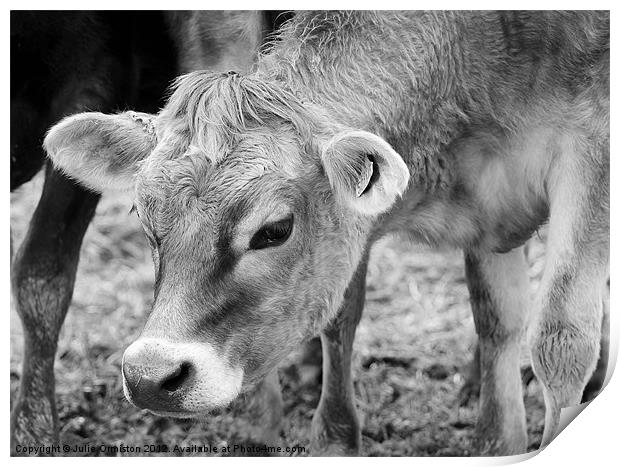 Jersey Cow Print by Julie Ormiston