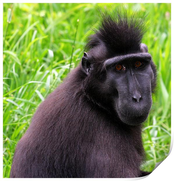 Sula wesi black crested macaque Print by Julie Ormiston