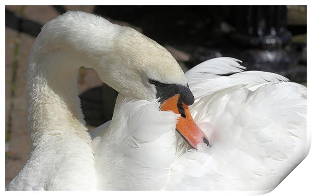 Swan Print by Julie Ormiston