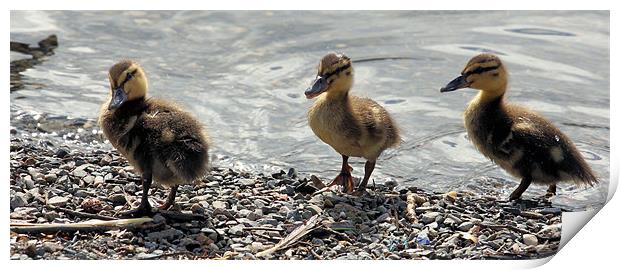 Quackers in ah Row Print by Julie Ormiston