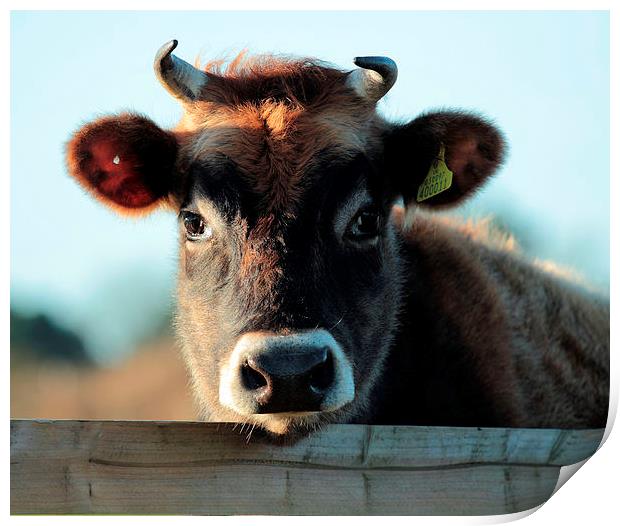 Young  Female Jersey Moo Print by Julie Ormiston