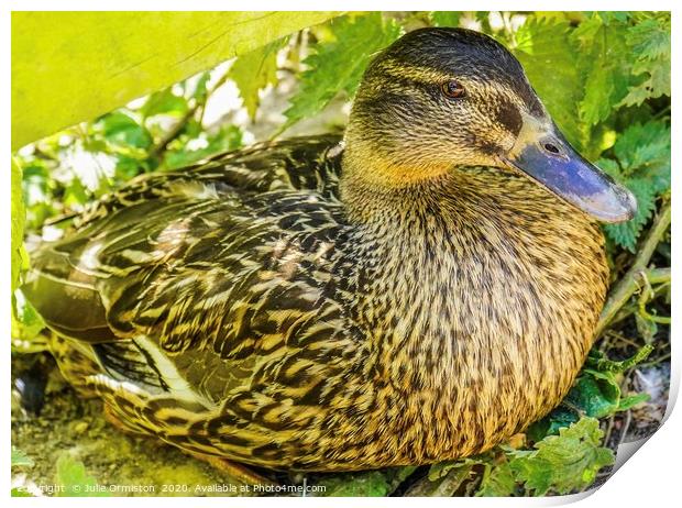 Female Mallard Duck Print by Julie Ormiston
